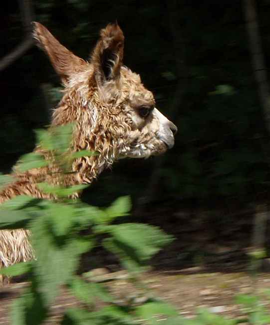 cria von 497.jpg