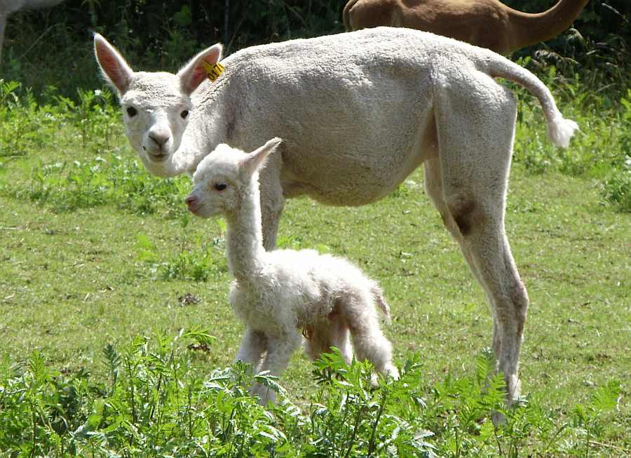 cria-1-std-alt.jpg