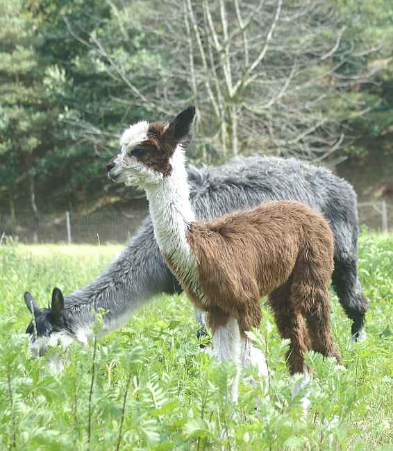 cria-185-seite.jpg