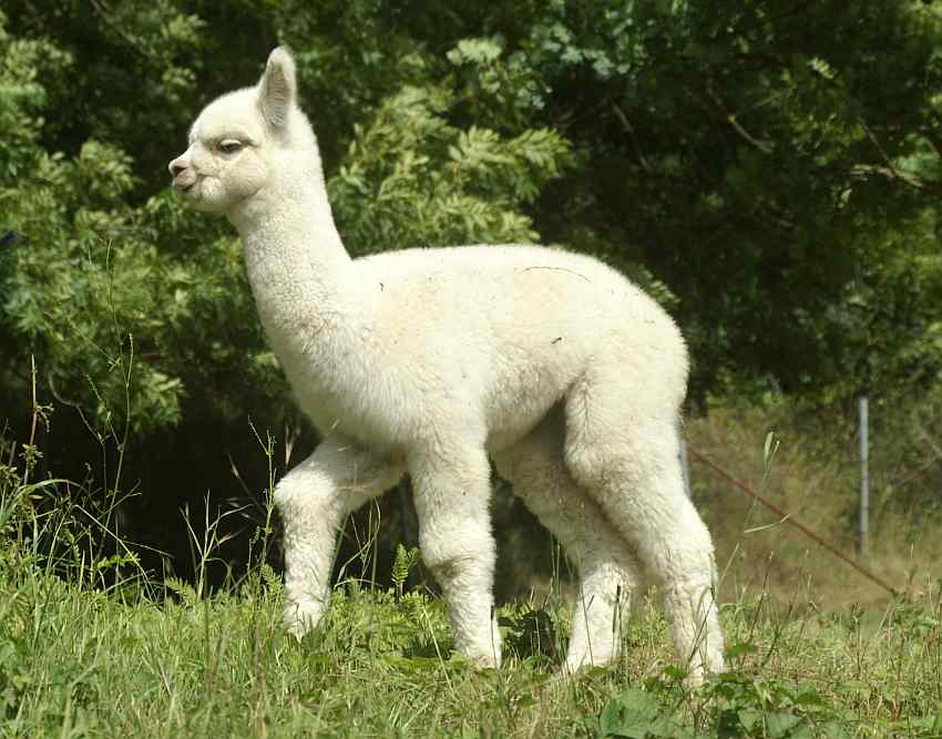 cria-female-von-28-zu verkaufen.jpg