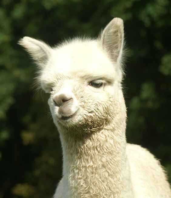 cria.jpg