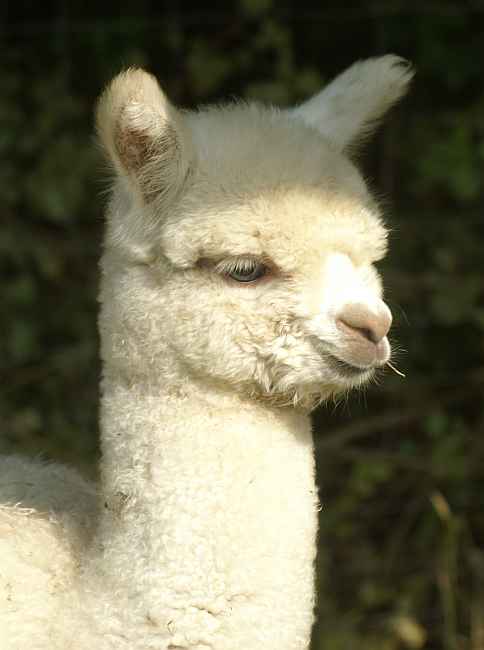 cria17.jpg