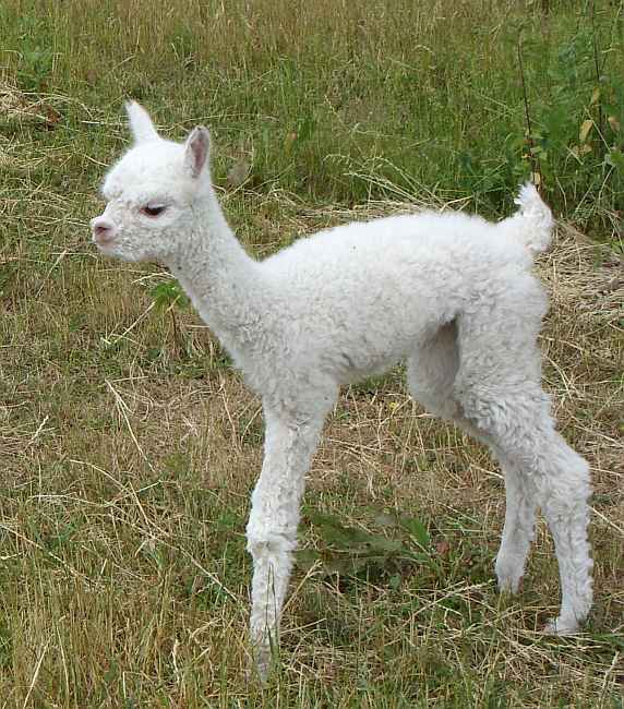 khanix cria.jpg