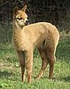 cria-66.jpg