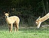 cria-von --.jpg