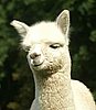 cria.jpg