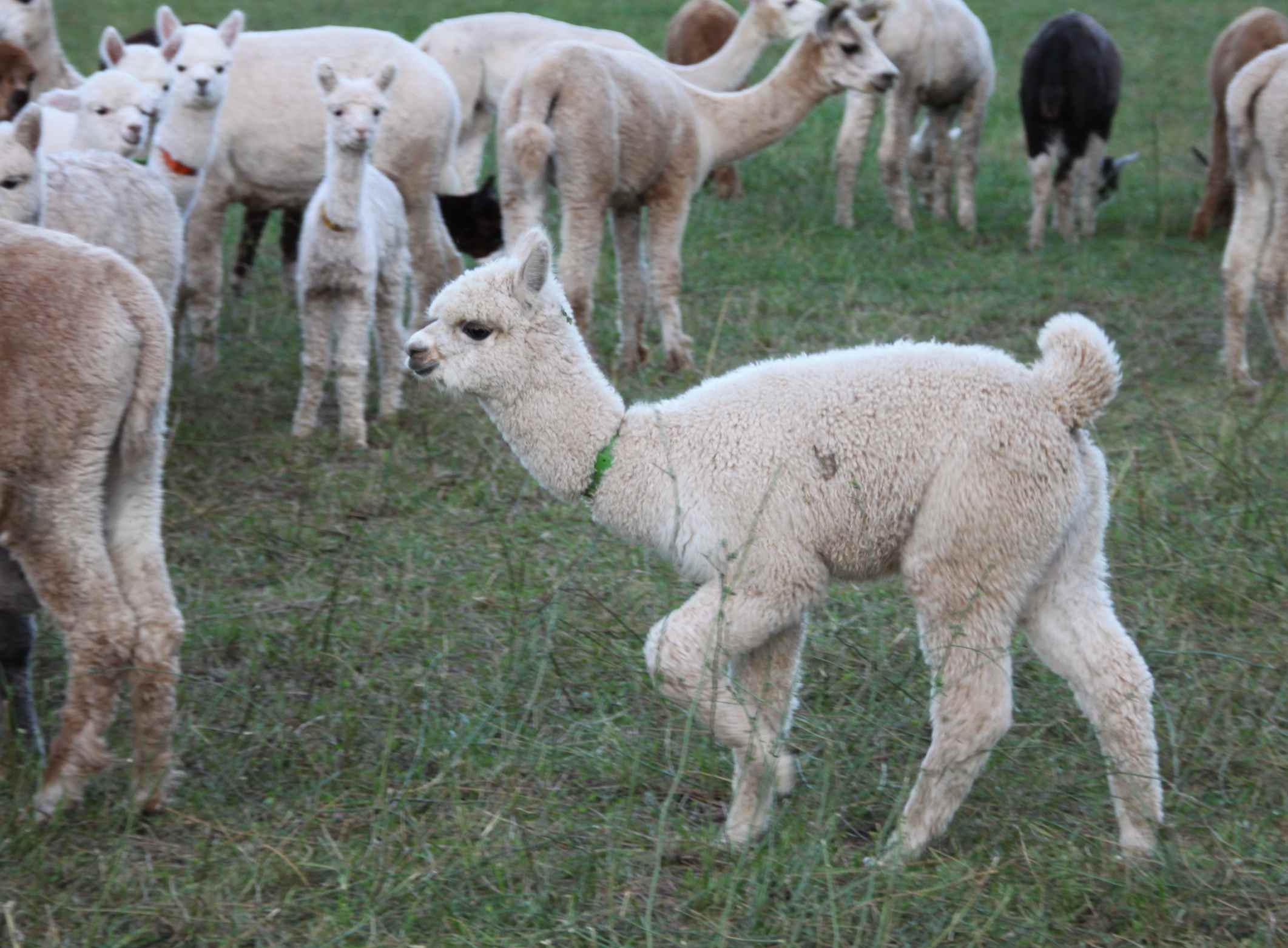 alpaca bock.jpg