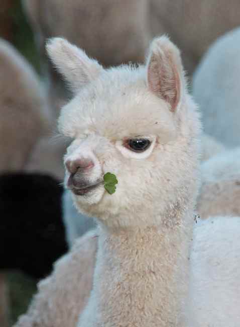 alpaca- bock.jpg