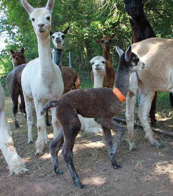 alpacas wait for train.jpg