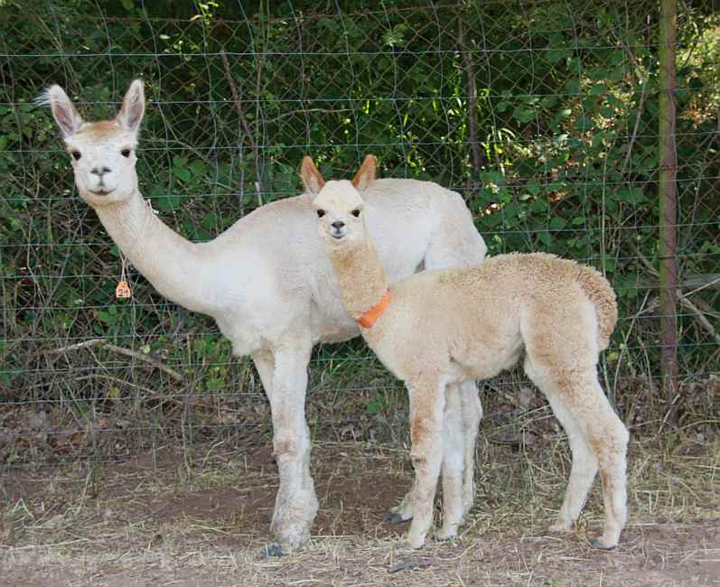 alpaka 21 mit cria.jpg