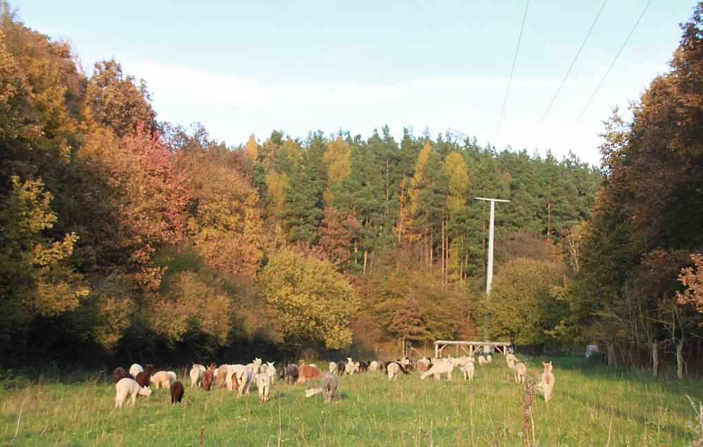 alpaka-herde im herbst.jpg