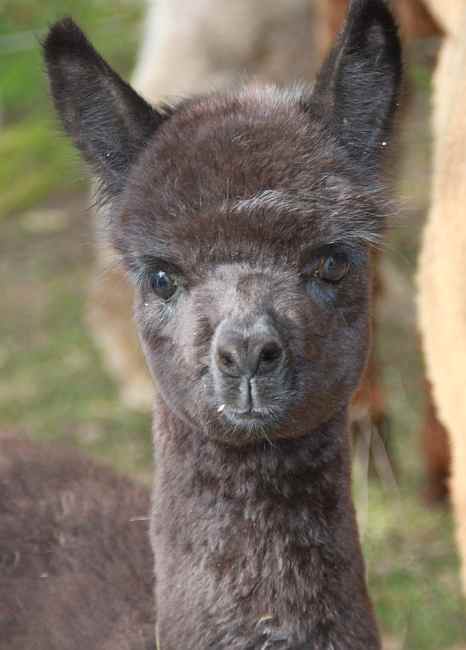 black alpaca.jpg