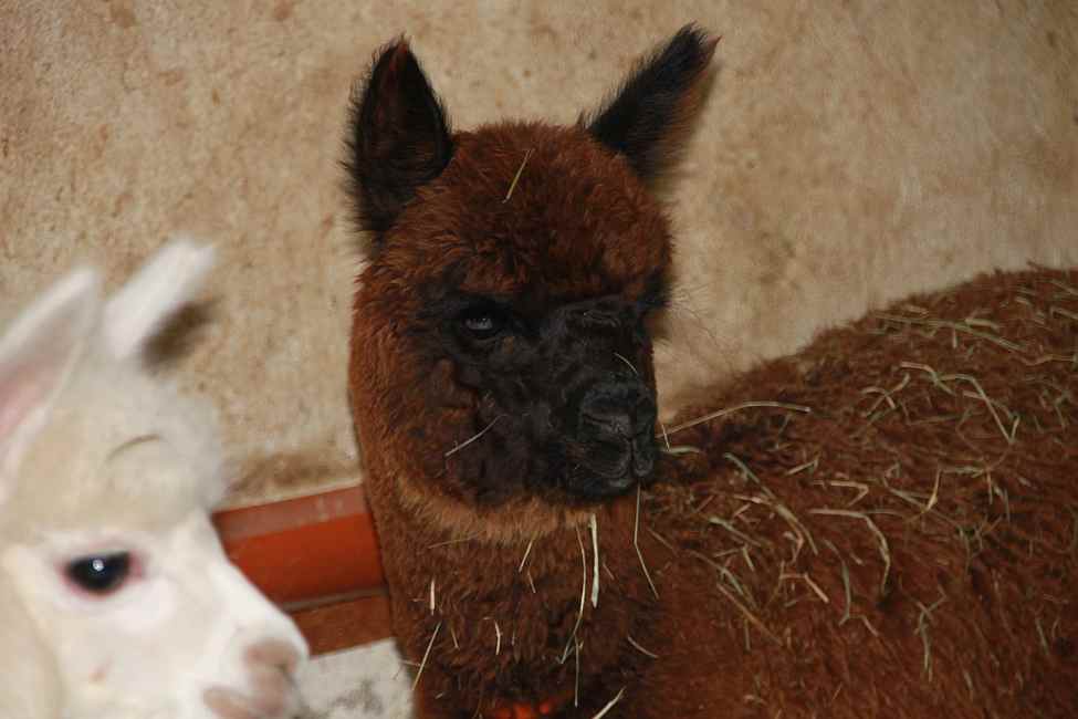 black alpacas-.jpg