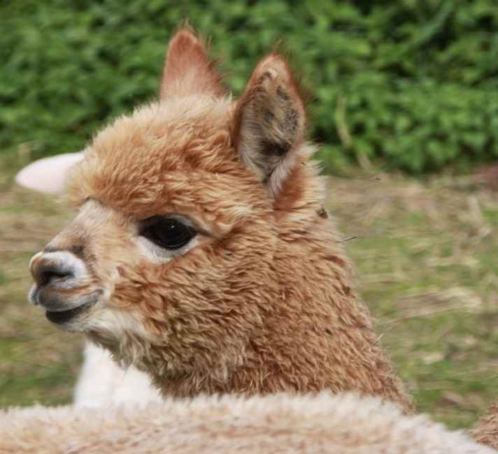 cria female 42.jpg