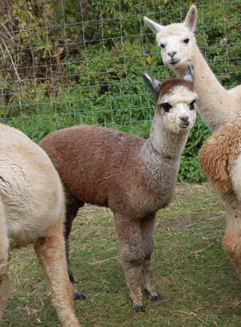 cria female alpaka grau 1.jpg