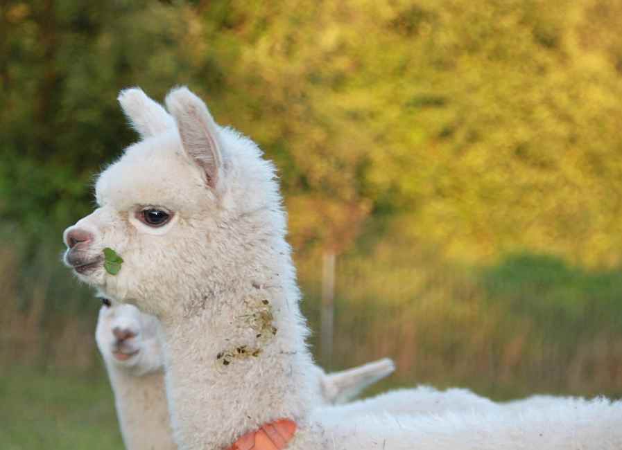 female-cria 46--.jpg