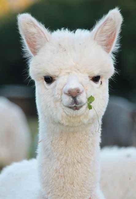 female-cria 46.jpg