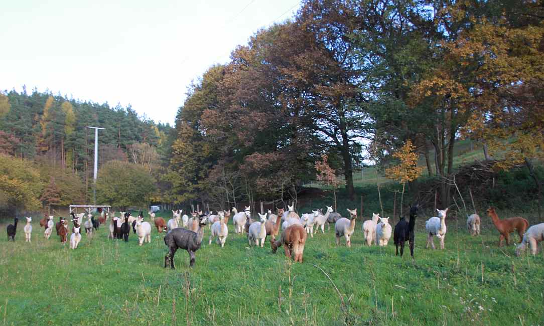 herbst herde alpis.jpg