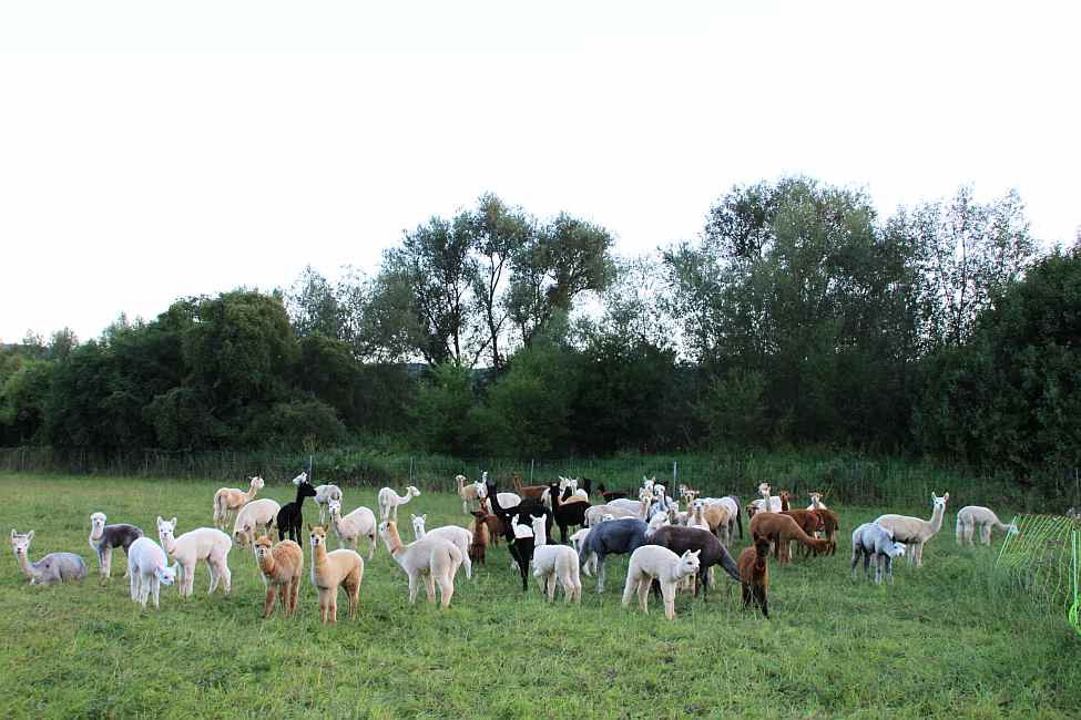 herde alpacas.jpg