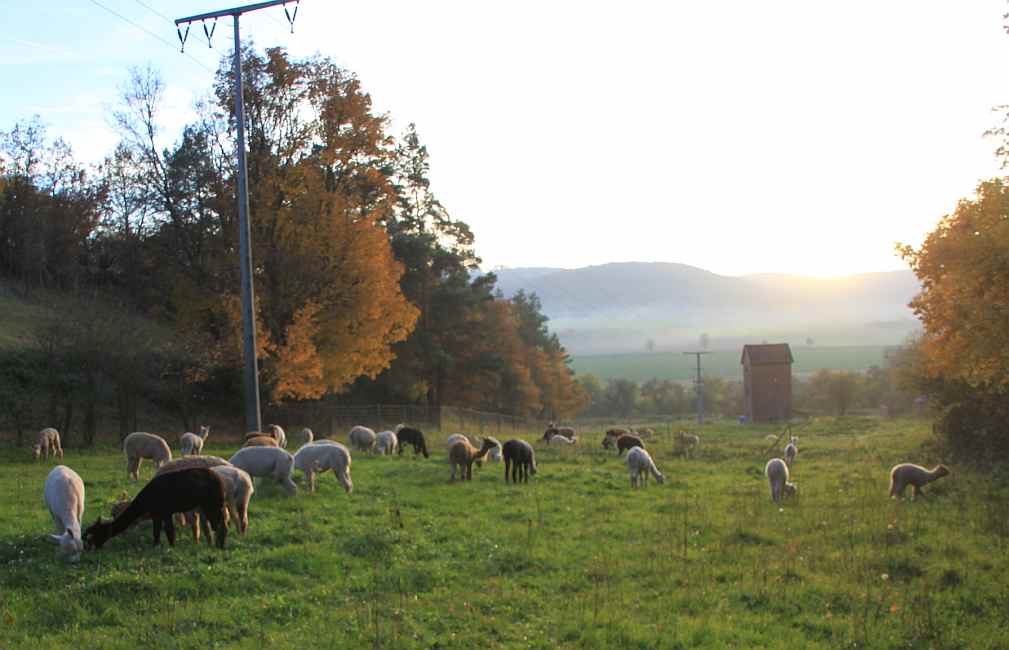 herde alpakas herbst.jpg