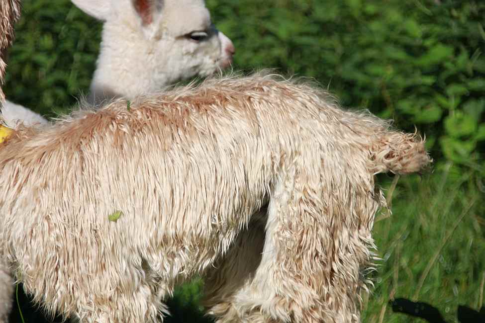 sf8 suri-cria.jpg