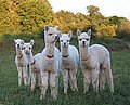 5 cria alpakas.jpg