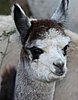 alpaca crias gris.jpg