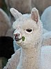 alpaca- bock.jpg