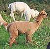 cria alpaka 161.jpg