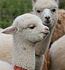 cria alpaka-17.jpg