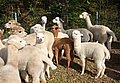 cria alpakas.jpg