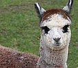 cria female alpaka 1.jpg