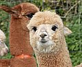 cria.jpg