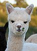 female-cria-46.jpg