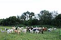 herde alpacas.jpg