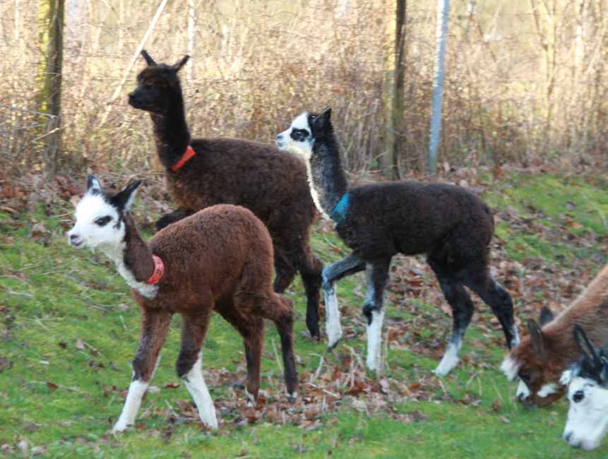 cria-alpakas--3.jpg