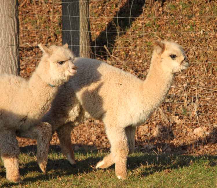 machos dos alpacas.jpg