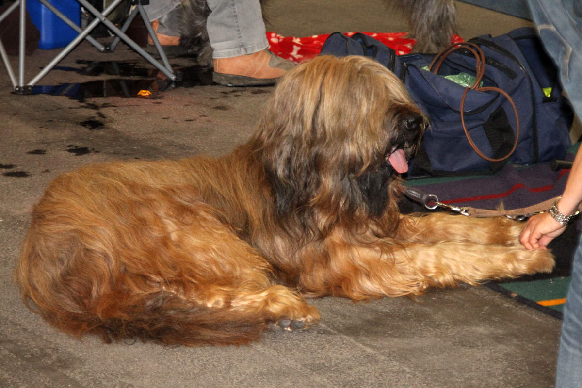 briard----.jpg