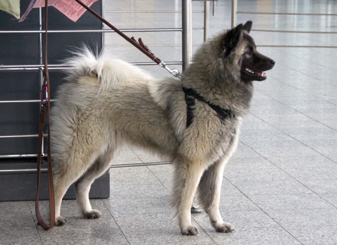 eurasier.jpg