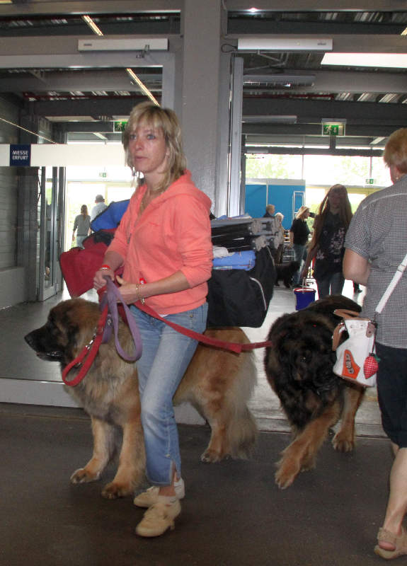 leonberger----.jpg