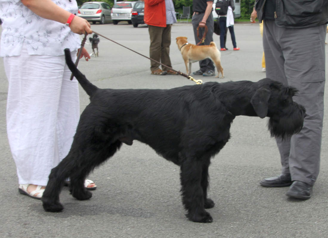 schnauzer.jpg