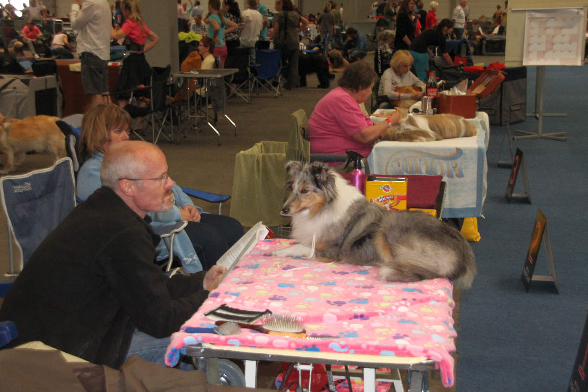 sheltie blue merle.jpg