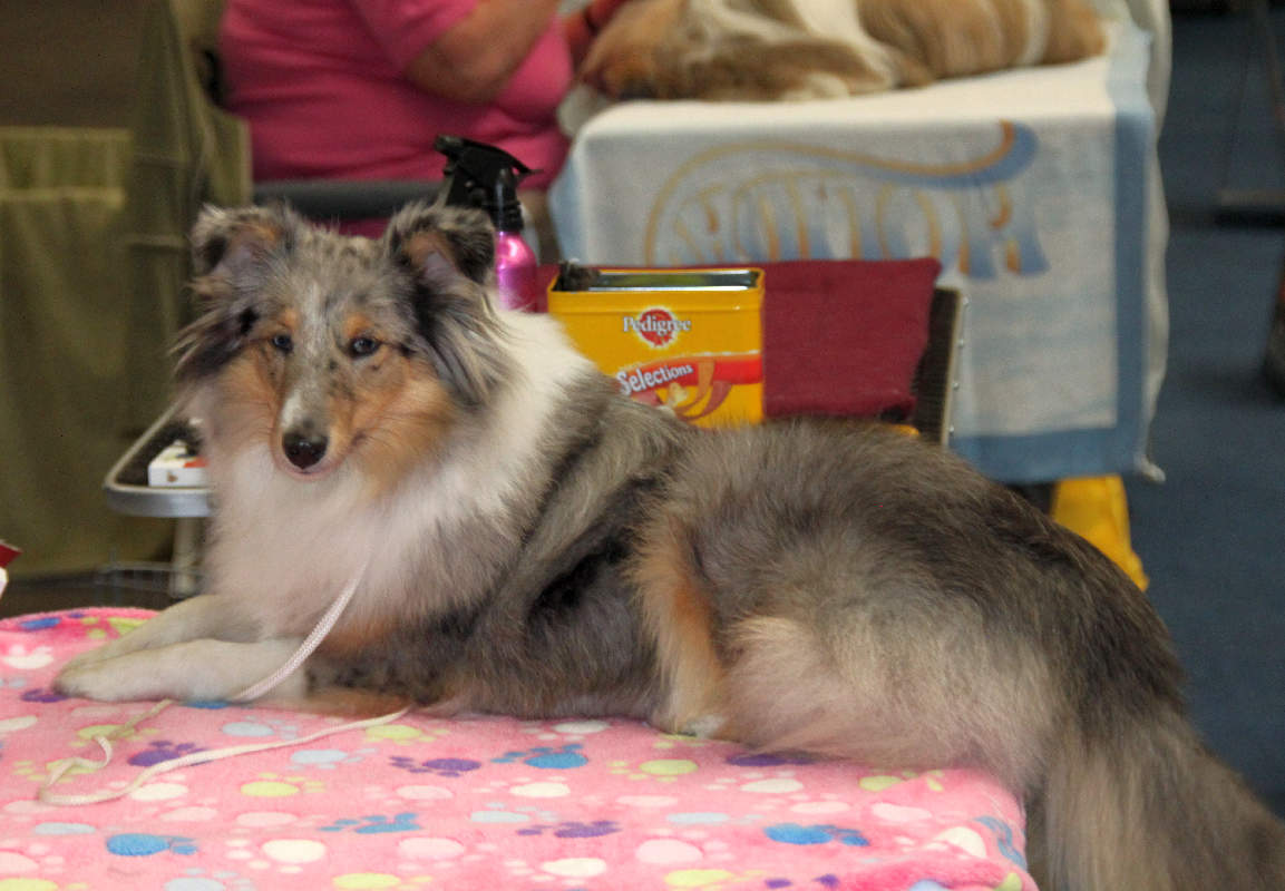 sheltie-blue.jpg