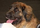 leonberger.jpg