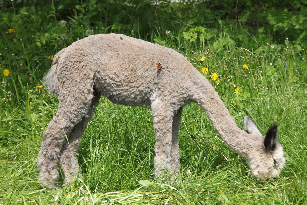 alpacafly.jpg