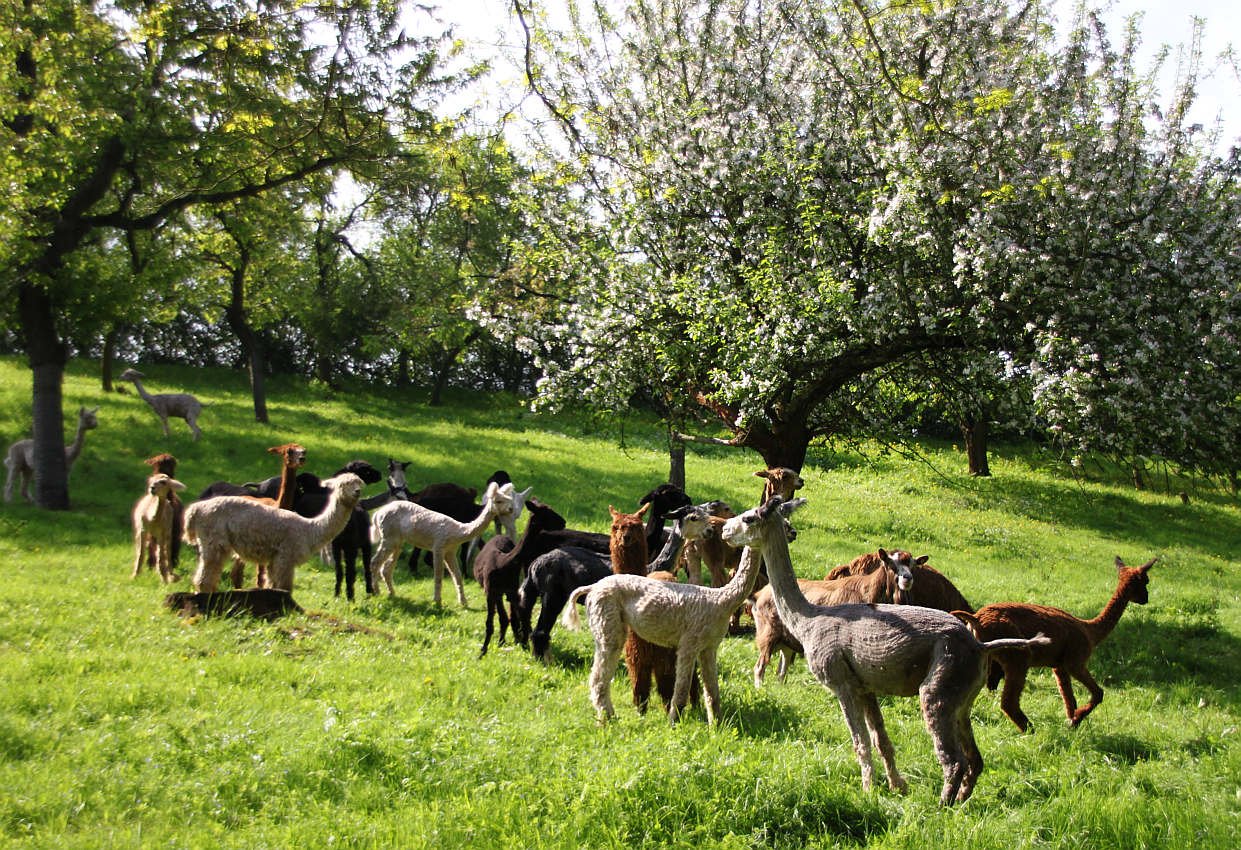 boys on pastutre.jpg