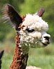 cria.jpg