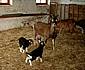 ziegen-goats.jpg