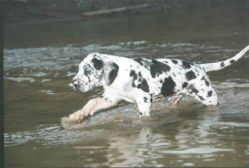 great-danes-jesus.jpg