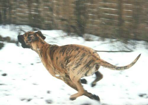 great-danes-merlin.jpg